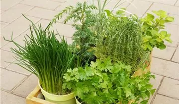 Zum Vergrößern klicken Bildvorschau