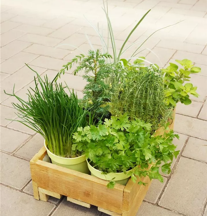 Rosmarin, Schnittlauch, Petersilie, Thymian und mehr Rosmarin, Schnittlauch, Petersilie, Thymian und mehr