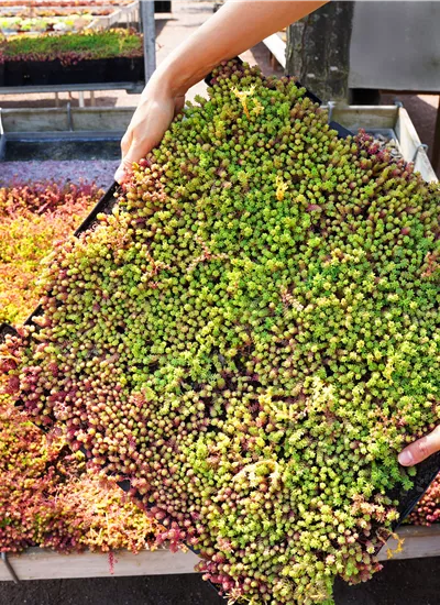 Dachbegrünung Dachbegrünung