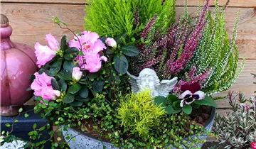 Zum Vergrößern klicken Bildvorschau