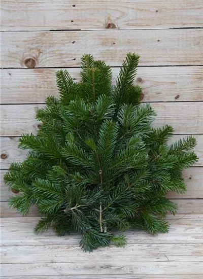 frische Nordmann Zweige frische Nordmann Zweige