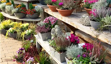 Zum Vergrößern klicken Bildvorschau