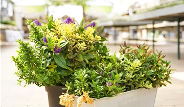 Zum Vergrößern klicken Bildvorschau