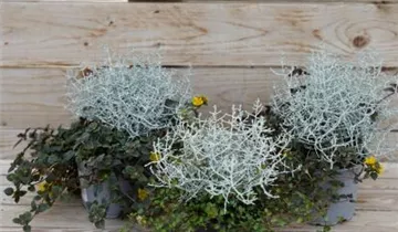 Zum Vergrößern klicken Bildvorschau