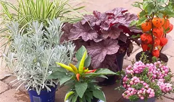 Zum Vergrößern klicken Bildvorschau