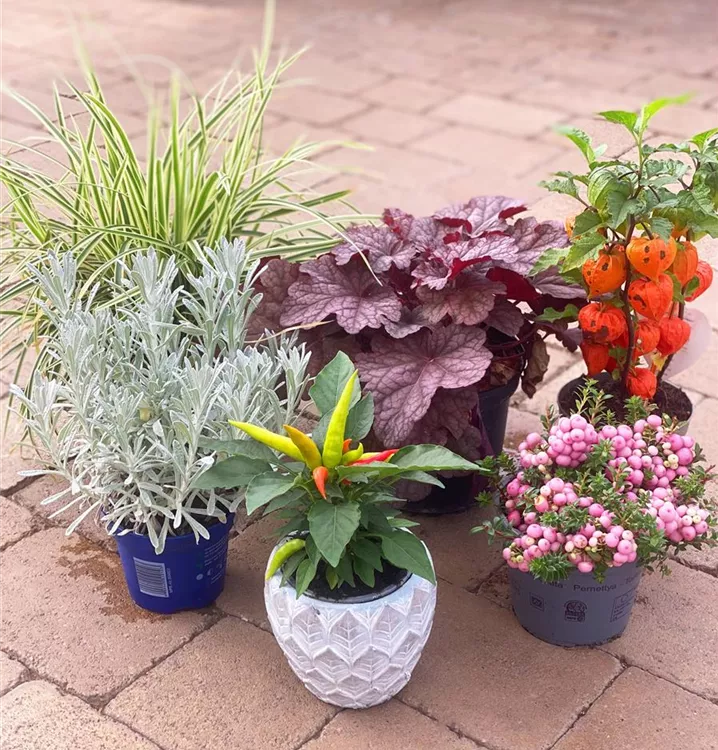 dekorative Blatt- und Fruchtschmuckpflanzen dekorative Blatt- und Fruchtschmuckpflanzen