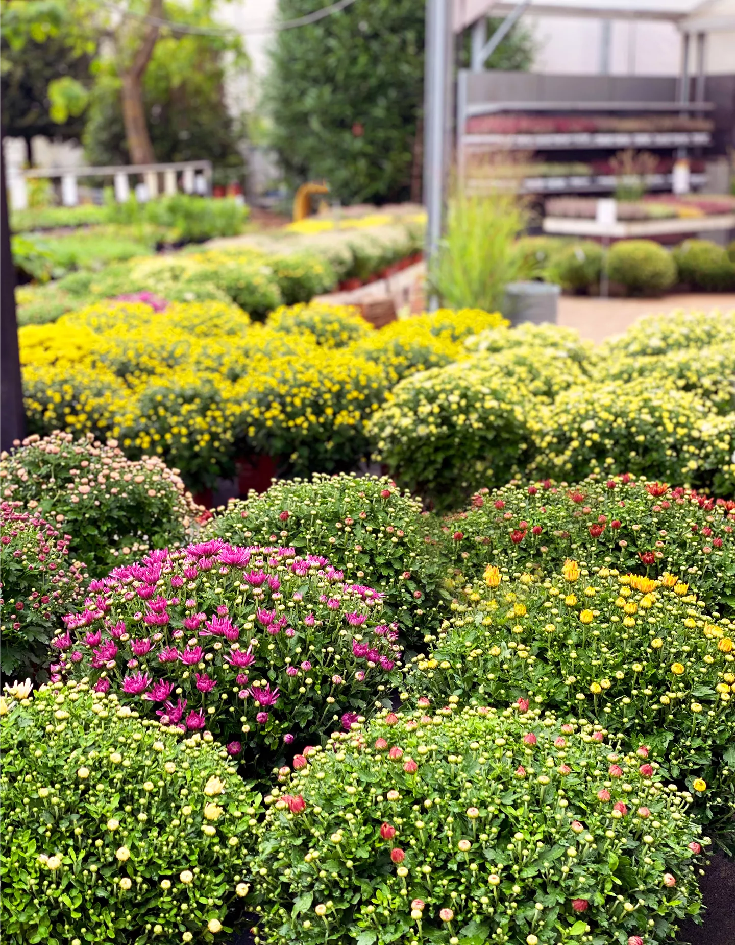 Chrysanthemen Büsche