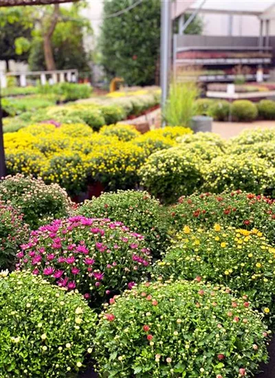 Chrysanthemen Büsche Chrysanthemen Büsche