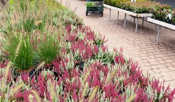 Zum Vergrößern klicken Bildvorschau