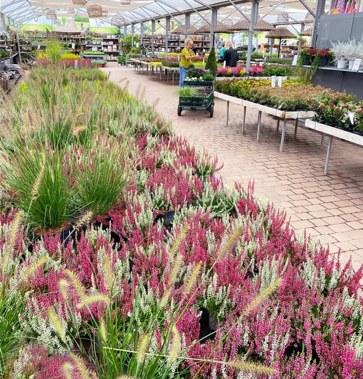 Blattschmuckpflanzen Blattschmuckpflanzen