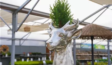 Zum Vergrößern klicken Bildvorschau