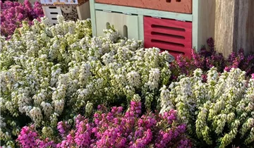 Zum Vergrößern klicken Bildvorschau