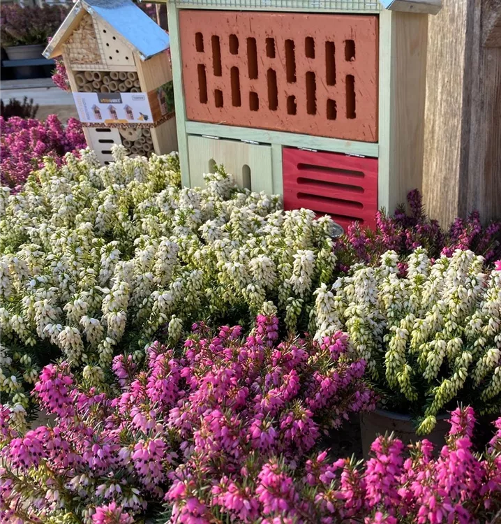 Erica darleyensis Erica darleyensis