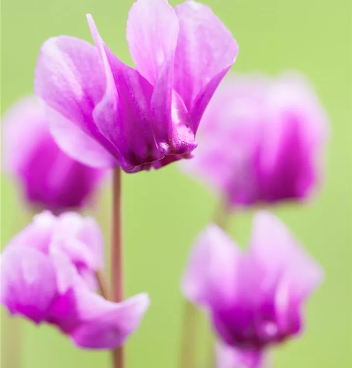 Cyclamen coum Cyclamen coum