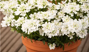 Bösen GmbH & Co.KG Bösen GmbH & Co.KG