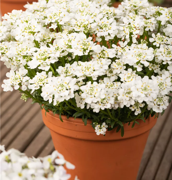 Iberis sempervirens Iberis sempervirens