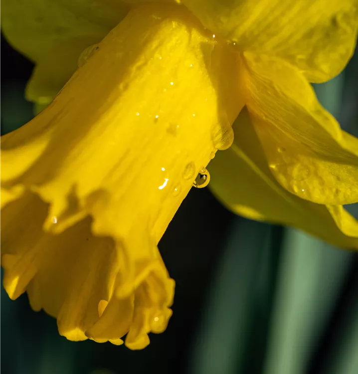 Narcissus cultivars Abba Narcissus cultivars Abba