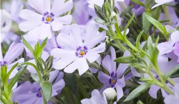 Bösen GmbH & Co.KG Bösen GmbH & Co.KG