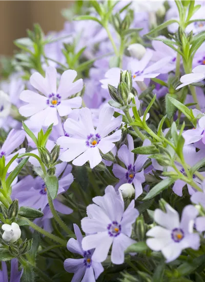 Teppich-Phlox