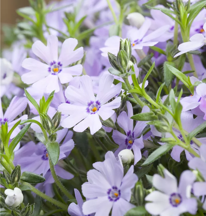 Phlox subulata Phlox subulata