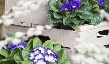 Zum Vergrößern klicken Bildvorschau