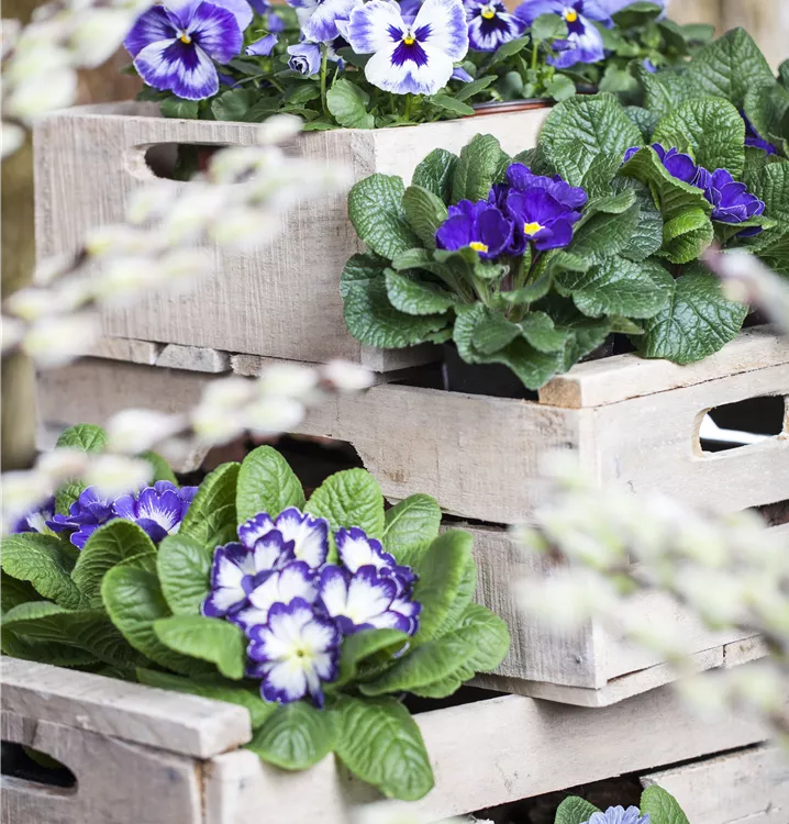 Primula vulgaris Primula vulgaris