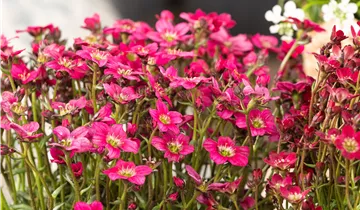 Bösen GmbH & Co.KG Bösen GmbH & Co.KG