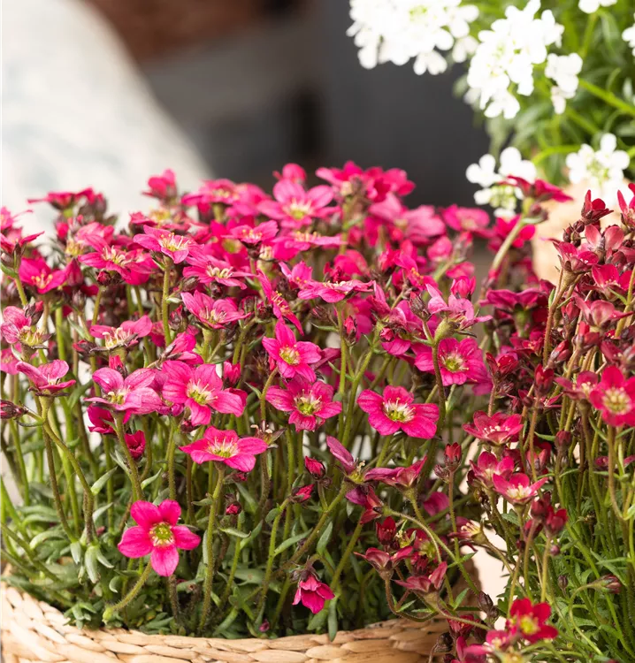 Saxifraga arendsii Alpino Saxifraga arendsii Alpino