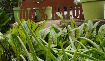 Zum Vergrößern klicken Bildvorschau