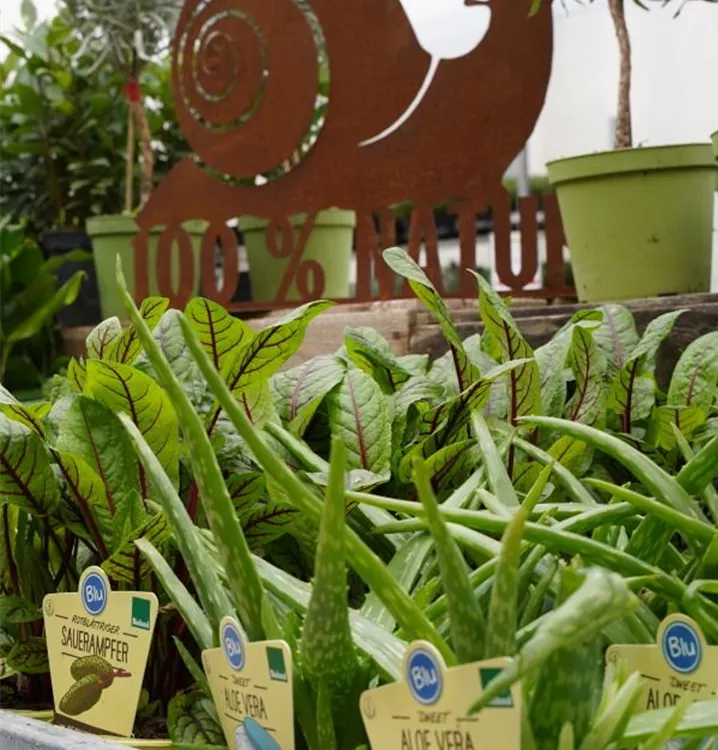 exotische Kräuterspezialitäten exotische Kräuterspezialitäten