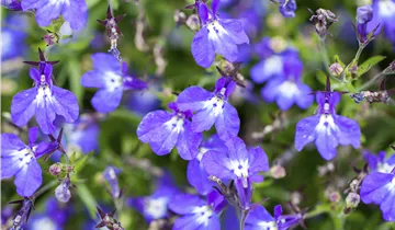 Zum Vergrößern klicken Bildvorschau