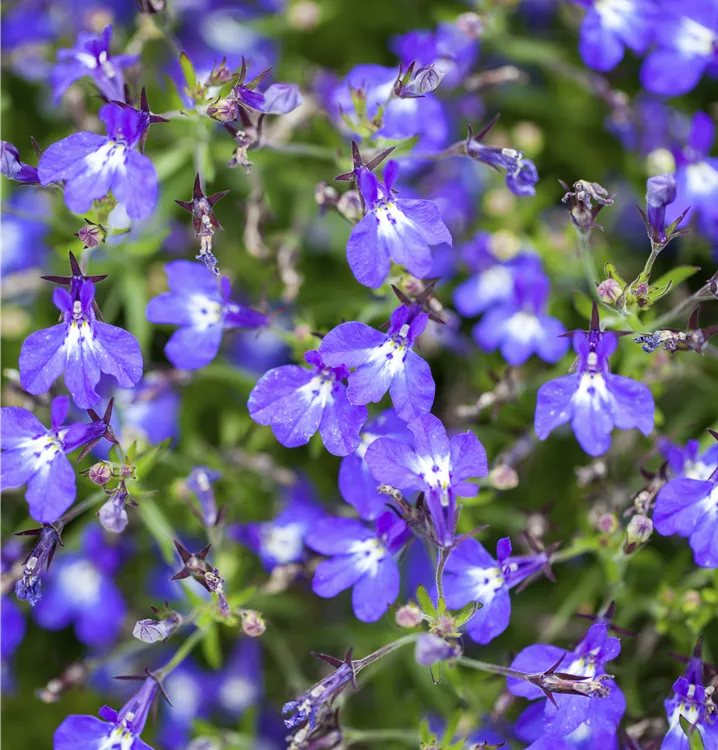 Lobelia erinus Lobelia erinus