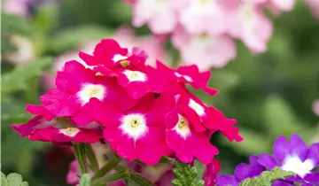 Bösen GmbH & Co.KG Bösen GmbH & Co.KG