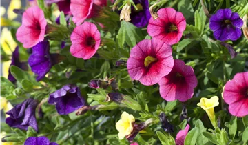 Zum Vergrößern klicken Bildvorschau