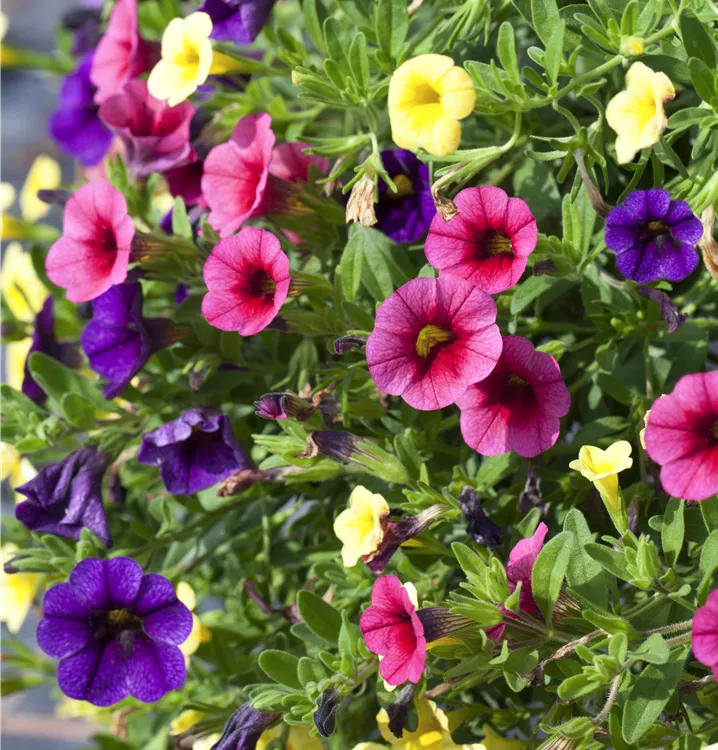 Calibrachoa Calibrachoa