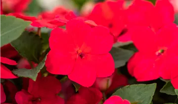 Zum Vergrößern klicken Bildvorschau