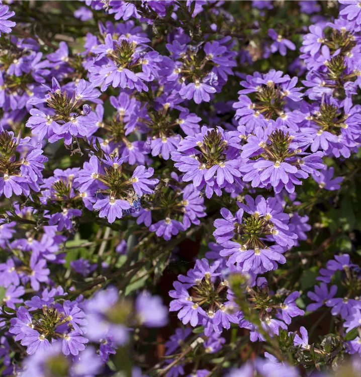 Scaevola aemula Scaevola aemula