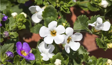 Bösen GmbH & Co.KG Bösen GmbH & Co.KG