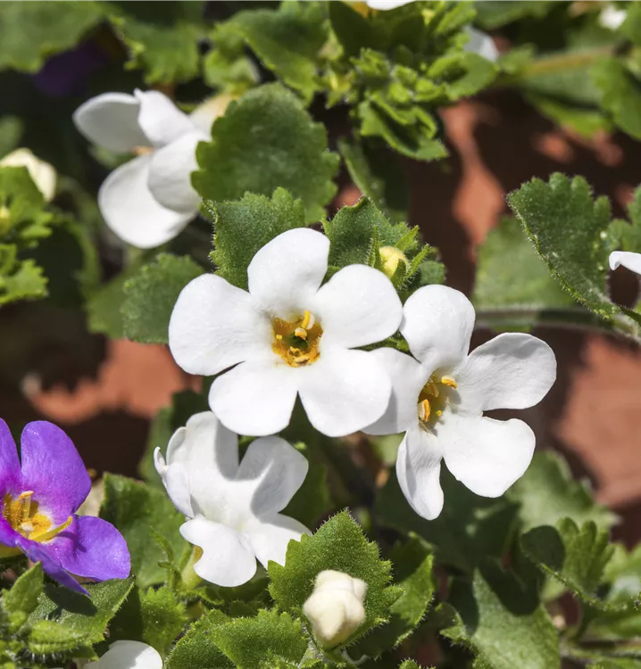 Bacopa / Sutera cordata Bacopa / Sutera cordata