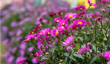 Bösen GmbH & Co.KG Bösen GmbH & Co.KG