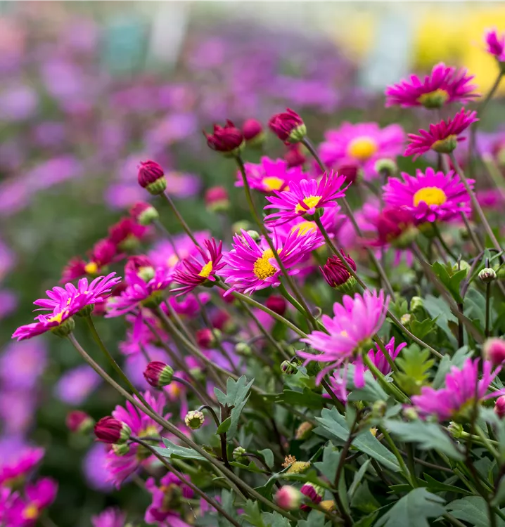 Brachyscome iberidifolia Brachyscome iberidifolia