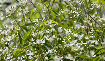 Zum Vergrößern klicken Bildvorschau