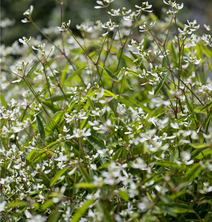Euphorbia hypericifolia Euphorbia hypericifolia