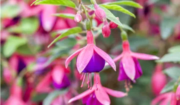 Zum Vergrößern klicken Bildvorschau