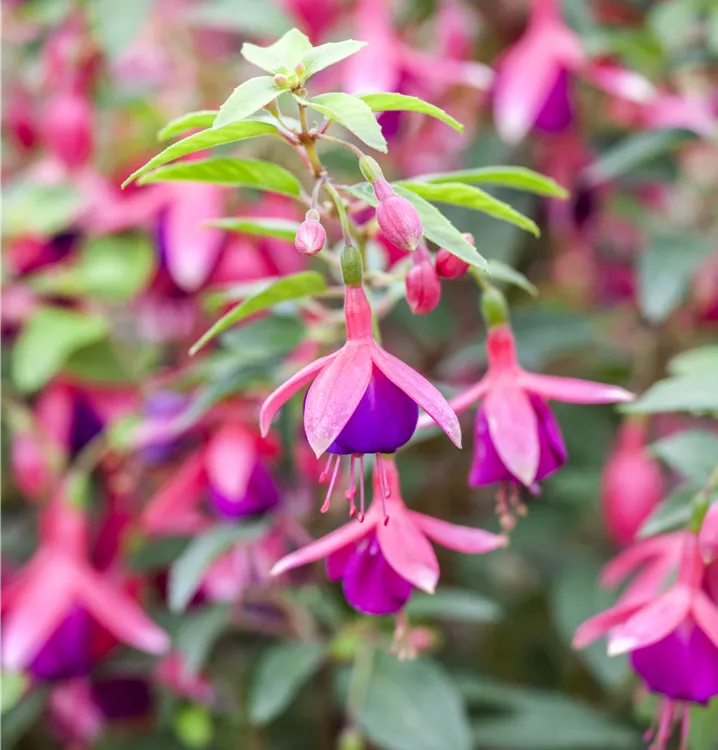 Fuchsia Hybride Fuchsia Hybride