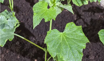 Zum Vergrößern klicken Bildvorschau