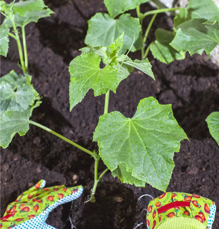 z.B. Paprika, Gurken, Erbsen, Radieschen z.B. Paprika, Gurken, Erbsen, Radieschen