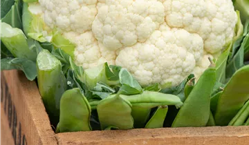 Bösen GmbH & Co.KG Bösen GmbH & Co.KG