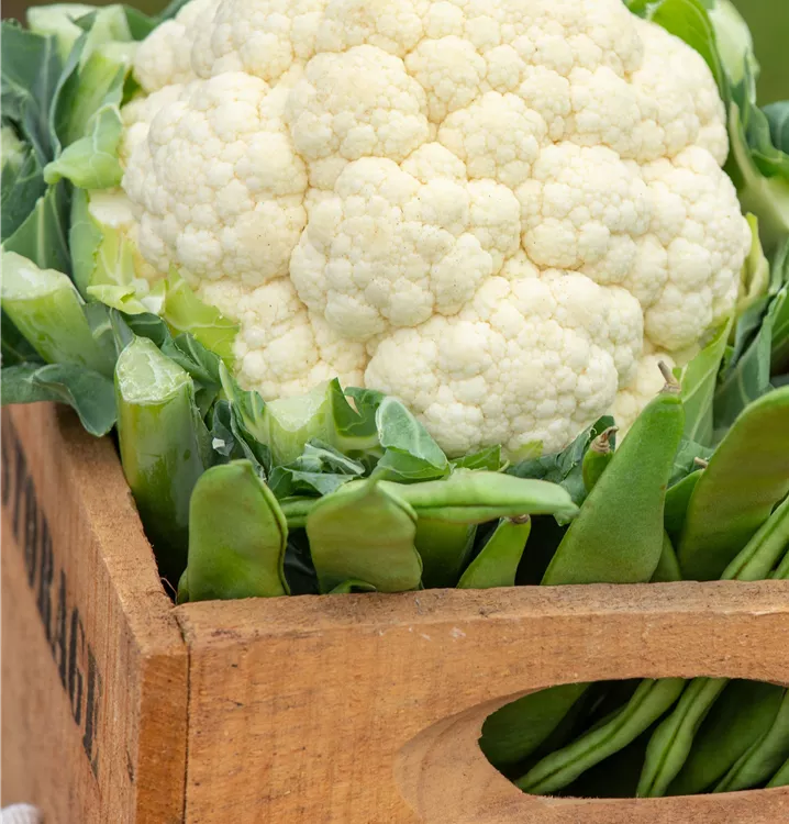 z.B. Kohlrabi, Wirsing uvm. z.B. Kohlrabi, Wirsing uvm.