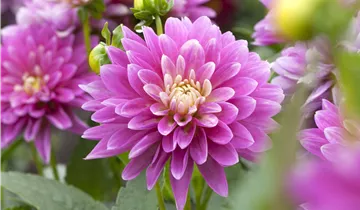 Zum Vergrößern klicken Bildvorschau